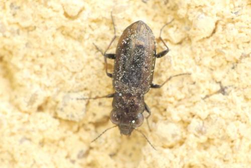 Notiophilus biguttatus